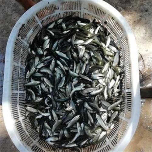 淡水乌鱼苗一手货源优质鱼苗批发厂家供应
