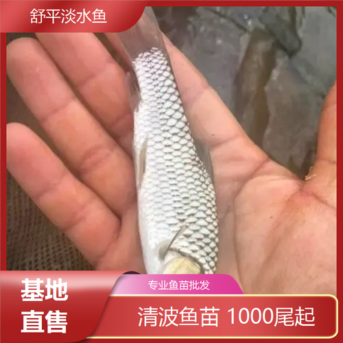 舒平 现货水产供应 清波鱼苗批发 人工养殖产量高 提供专业技术指导