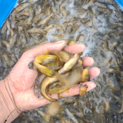 黄颡鱼苗图片